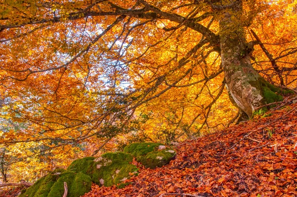 Осенний Пейзаж Лесу Редес Астурия Испания Буковые Леса — стоковое фото