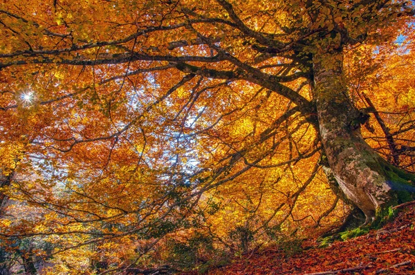 西班牙阿斯图里亚斯雷德森林的秋天风景 山毛榉森林 — 图库照片