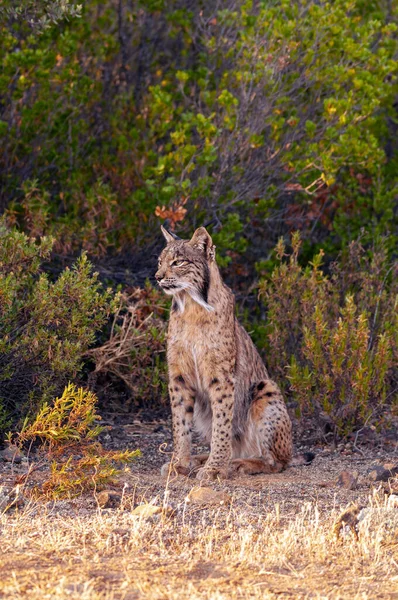 イベリア リンクス リンクス パルディヌス スペインのカスティーリャ マンチャ州のイベリア半島に固有の野生の猫 — ストック写真