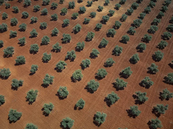 Вид Воздуха Оливковую Рощу Андалусии Испания — стоковое фото