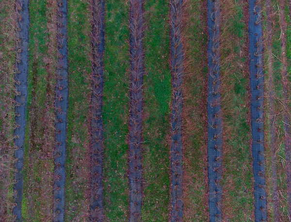 冬の有機ブルーベリー農園 ブルーベリーフットスプロティン — ストック写真