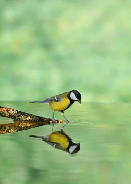 大山雀饮用水在池塘与绿色光背景 — 图库照片