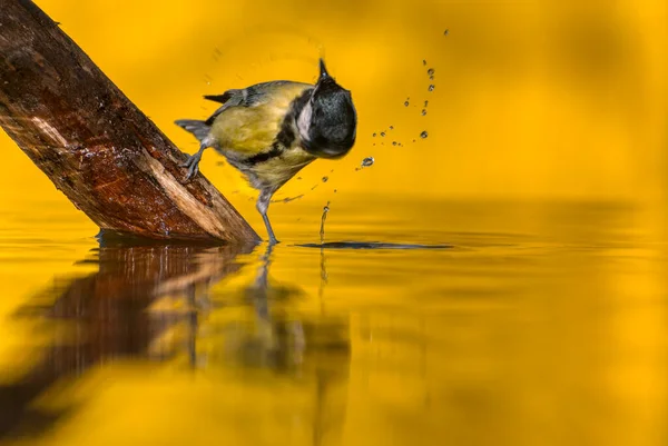 Great Tit Drinking Water Pond Golden Light Background — Stockfoto