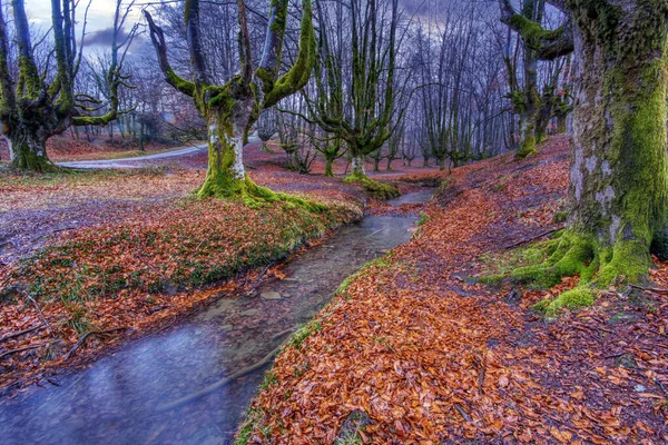 Otzarreta Beech Forest Located Gorbeia Natural Park Spain — Stock Photo, Image