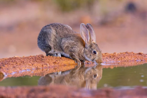 Ber Tavşanı Castilla Mancha Spanya Tarlada Ber Tavşanı Içme Suyu — Stok fotoğraf