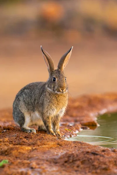 Iberischer Hase Auf Dem Feld Kastilien Mancha Spanien — Stockfoto