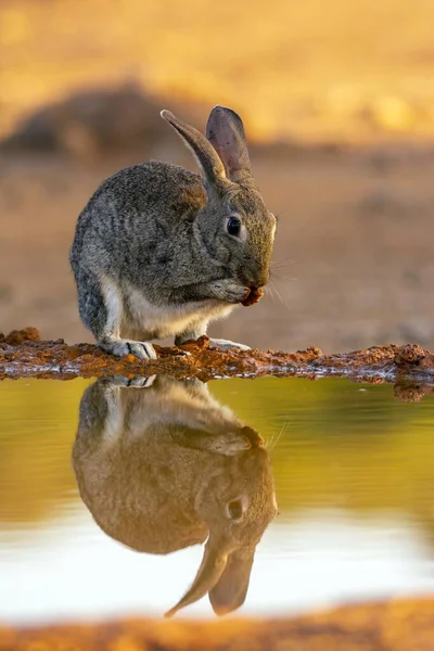 イベリア半島はスペインのカスティーリャ マンチャ州にある イベリアのウサギの飲料水 — ストック写真