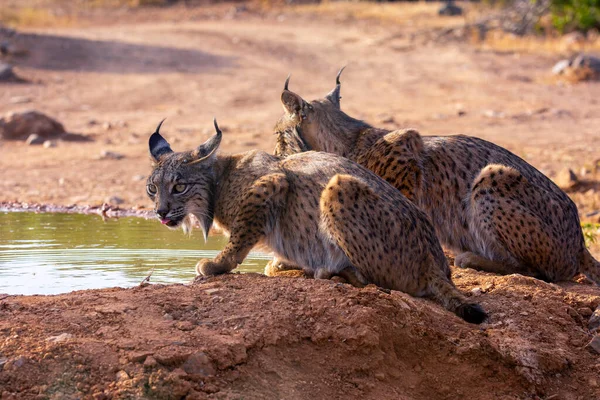 Дві Іберійські Рисі Ють Воду Lynx Pardinus Дикий Кіт Ендемік — стокове фото