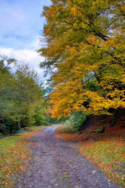 Floresta Outono Caminho Las Foces Del Raigosu Conselho Asturiano Laviana — Fotografia de Stock