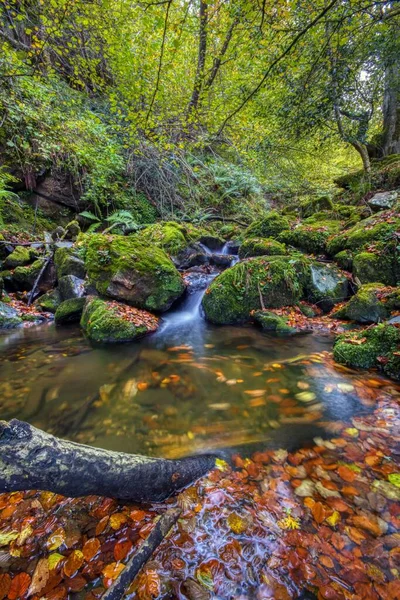 Podzimní Pohled Řeku Raigosu Radě Laviana Asturii Španělsko — Stock fotografie