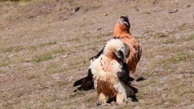 Sakallı Akbaba, Pireneler 'de Gypaetus Barbatus, İspanya.