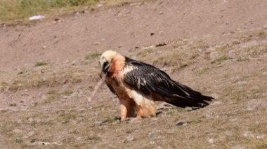 Sakallı Akbaba, Pireneler 'de Gypaetus Barbatus, İspanya.
