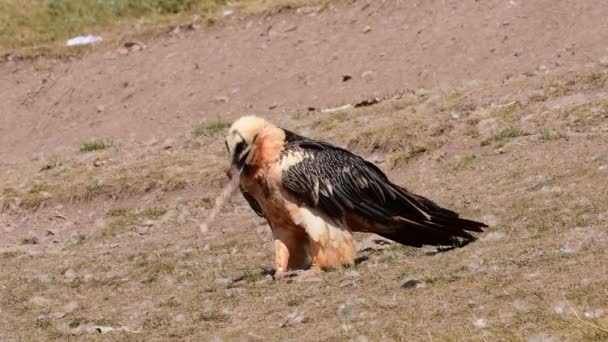 西班牙比利牛斯地区的Gpaetus Barbatus 胡子秃鹫 — 图库视频影像