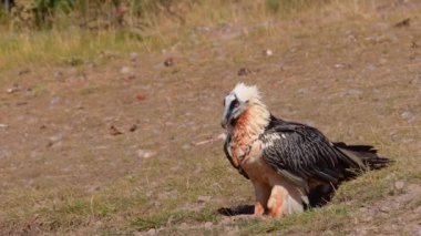 Sakallı Akbaba, Pireneler 'de Gypaetus Barbatus, İspanya.