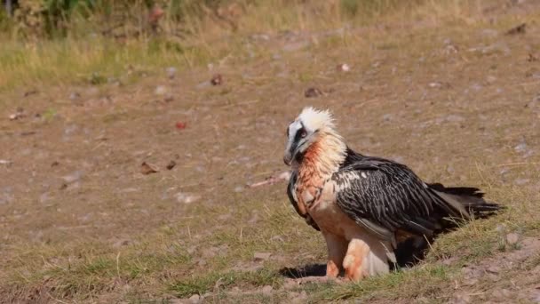 Vulture Berjenggot Gypaetus Barbatus Pyrenees Spanyol — Stok Video