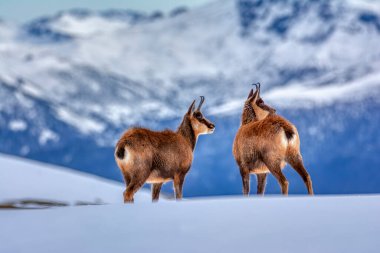 İspanya 'daki Picos de Europa Ulusal Parkı' nın zirvelerindeki karda buğulama. Rebeco, Rupicapra rupicapra.