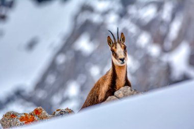 İspanya 'daki Picos de Europa Ulusal Parkı' nın zirvelerindeki karda buğulama. Rebeco, Rupicapra rupicapra.