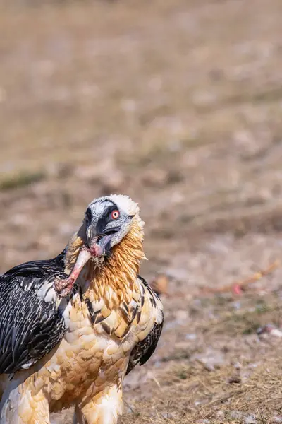 stock image Bearded Vulture, Gypaetus barbatus in the Pyrenees, Spain.