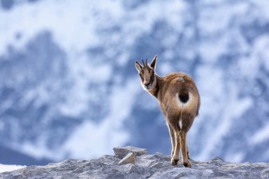İspanya 'daki Picos de Europa Ulusal Parkı' nın zirvelerindeki karda buğulama. Rebeco, Rupicapra rupicapra.
