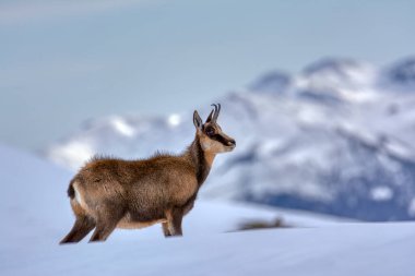 İspanya 'daki Picos de Europa Ulusal Parkı' nın zirvelerindeki karda buğulama. Rebeco, Rupicapra rupicapra.