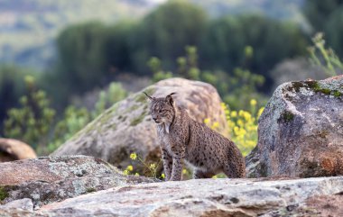Sierra de Andujar 'da İber vaşağı, Jaen. İspanya.