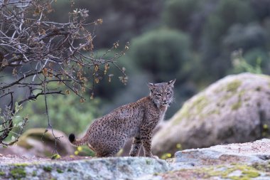 Sierra de Andujar 'da İber vaşağı, Jaen. İspanya.