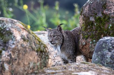 Sierra de Andujar 'da İber vaşağı, Jaen. İspanya.