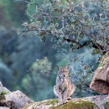 Sierra de Andujar 'da İber vaşağı, Jaen. İspanya.