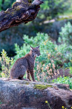 Sierra de Andujar 'da İber vaşağı, Jaen. İspanya.