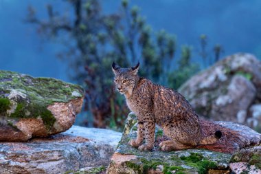 Sierra de Andujar 'da İber vaşağı, Jaen. İspanya.