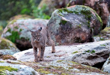 Sierra de Andujar 'daki genç İberyalı vaşak, Jaen. İspanya.