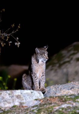 Sierra de Andujar 'da gece avlanan İber vaşağı, Jaen. İspanya.