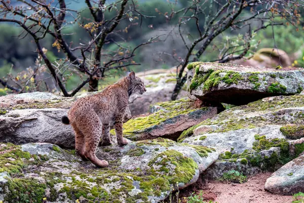 Sierra de Andujar 'da İberyalı vaşak avı, Jaen. İspanya.
