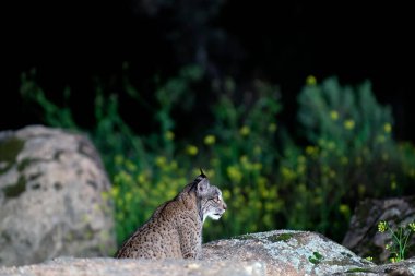 Sierra de Andujar 'da gece avlanan İber vaşağı, Jaen. İspanya.