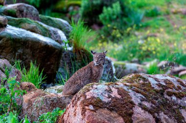 İspanya, Sierra de Andujar 'da İber vaşağı avı.
