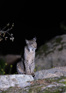 Sierra de Andujar 'da gece avlanan İber vaşağı, Jaen. İspanya.