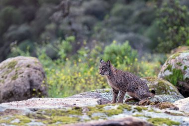 Sierra de Andujar 'da İber vaşağı, Jaen. İspanya.