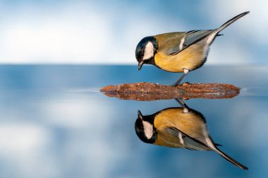 Great tit perched in a pond with water and a blue background. Parus major.