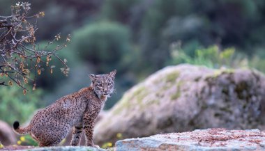 Sierra de Andujar 'da İber vaşağı, Jaen. İspanya.