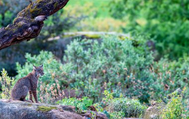 Sierra de Andujar 'da İber vaşağı, Jaen. İspanya.