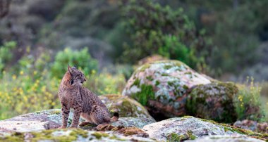 Sierra de Andujar 'da İber vaşağı, Jaen. İspanya.