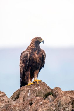 İspanya, Asturias 'a bakan görkemli bir altın kartal..