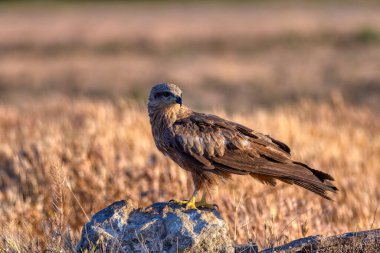 Odaklanmamış kahverengi arka plan karşısında otururken siyah uçurtma başka tarafa bakıyor.