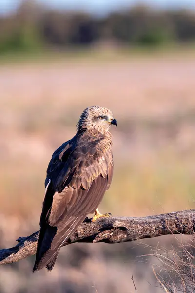 Black kite looking away while sitting on branch against of unfocused brown background