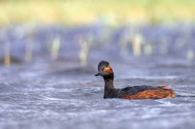 Gölde siyah boyunlu yunus balığı. Castilla La Mancha, İspanya.
