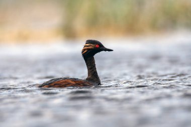 Gölde siyah boyunlu yunus balığı. Castilla La Mancha, İspanya.