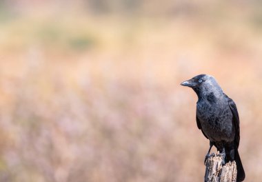 Batı küçük karga, Coloeus monedula, olarak da bilinen Avrasya küçük karga, bir karga aile familyasından.