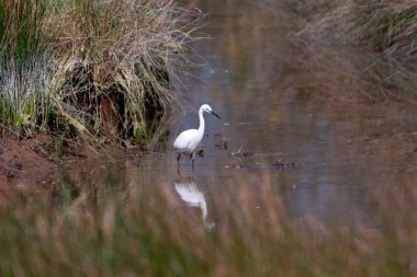 Küçük sığır balıkçıl ve suda Bubulcus Ibis onun yansıması.
