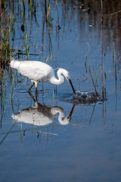 Little cattle egret and his reflection in the water, Bubulcus ibis.