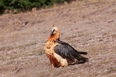 Sakallı Akbaba, Pireneler 'de Gypaetus Barbatus, İspanya.